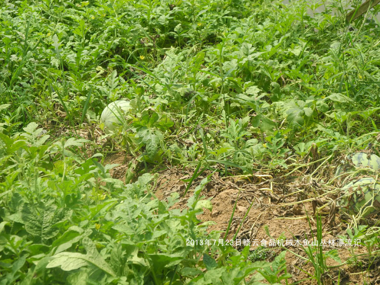 ���ϷNֲ����