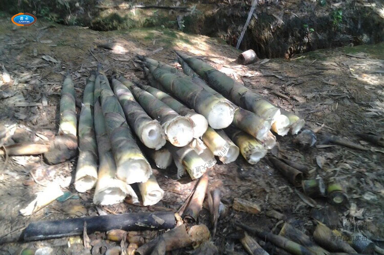 �͑�΢���ز�